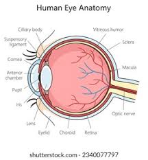 Image result for Sclera
