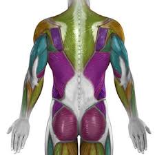 The muscles of the back can be divided in three main groups according to their anatomical position and function. Low Back Pain Exercise Causes Treatment Symptoms Diagnosis