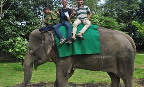Maybe you would like to learn more about one of these? 10 Potret Kebun Binatang Medan Lokasi Dan Tiket Masuk Karo Gaul