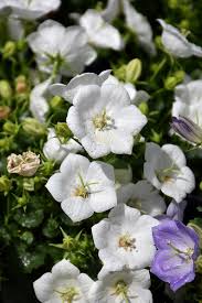 Image result for Carvalhoa campanulata