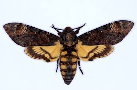 Despre dragoste și capete de mort. Fluturele Cap De Mort O Molie MelivorÄƒ Insectar Sergiu Torok Radio Guerrilla