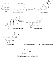Image result for Funtumia
