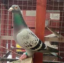 4 Sale Slate Check Janssen Dipolma And Pedigree 2 400 In 2020 Pigeon Pictures Racing Pigeon Lofts Canary Birds