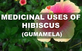 The tea prepared from this herb is an effective remedy for flu and acute. Jbsolis House