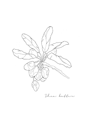 Shea Butter By Pip And Fawn Illustration
