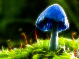 Amanita muscaria i legenda pioruna w gwatemali i. Tak Dziala Mozg Po Grzybkach Halucynogennych Crazy Nauka