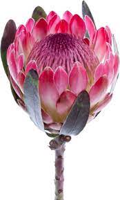 Protea Flower Png Google Search Protea Flower Flower Art Protea Art