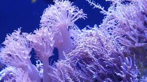 Avoid exposing coral pieces to extreme temperatures. Soft Corals In Aquarium Closeup Stock Footage Video 100 Royalty Free 1026971954 Shutterstock