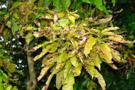 The infection is followed by intense reaction, with pus formation in the marrow spaces. Pin On Garden
