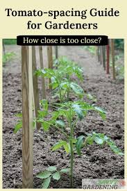 How Far Apart To Plant Tomatoes In A Vegetable Garden Organic Vegetable Garden Tomato Garden Plants