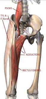Is Your Pelvis Out Of Balance Hip Flexor Muscle Anatomy Yoga Anatomy