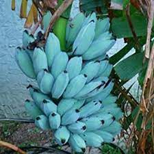 Blue java bananas are a different banana type with a taste of vanilla ice cream, hence these are commonly known as ice cream bananas or hawaiian bananas. Fruits You Never Knew Existed The Blue Java Banana