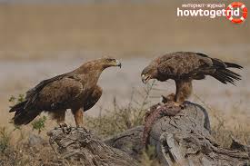 .replika burung helang sebagai mercu tanda sebuah tempat yang mempunyai kaitan dengan burung helang. Burung Helang Penerangan Habitat Fakta Menarik