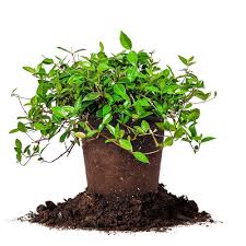 Water weekly or whenever the top inch (2.5 cm) of soil dries out until the plant is fully established. Asiatic Jasmine For Sale Jasmine Ground Cover Plants Perfect Plants