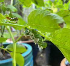 Image result for Euphorbia matabelensis