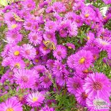 Buy Aster Novi Belgii Jenny Michaelmas Daisy In The Uk Michaelmas Daisy Perennials Purple Perennials