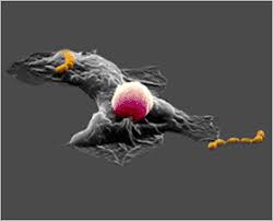 We did not find results for: Cells Alive