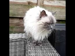Omg Ragdoll Lizzy Stinks So Wet Cats Are So Funny Love Ragdolls Youtube Cats Wet Cat Ragdoll