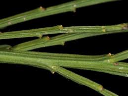 Image result for Enneapogon scoparius