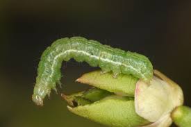 Image result for Syngrapha interrogationis