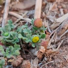 Image result for Grangea maderaspatana