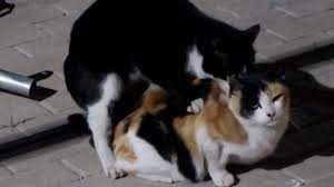 Gatos Apareandose Youtube