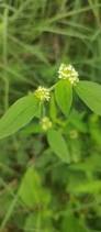 Image result for Spermacoce ocymoides