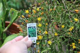 Image result for Rhipsalis