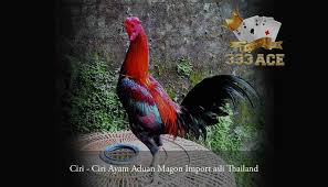Ciri Ciri Ayam Aduan Magon Import Asli Thailand Asli Ayam Thailand