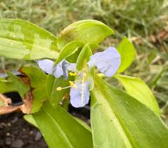 Image result for Commelina kotschyi