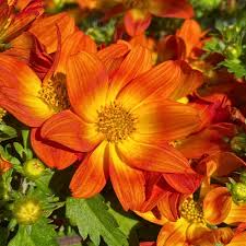 Image result for Bidens grandis