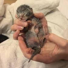 Some dog breeds such as weimaraners. Help Newborn Kitten With Large Hernia Thecatsite