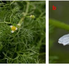 Image result for Ranunculus rionii