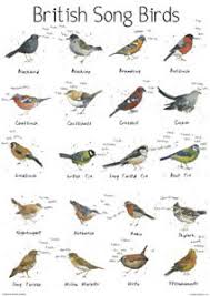 Details About A4 British Song Bird Garden Chart Poster Print Wildlife Nature