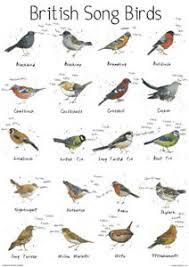 details about a4 british song bird garden chart poster print wildlife nature