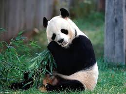 Panda Redkoe Zhivotnoe Krasnoj Knigi Krasivye Foto Kartinki Video Pro Pand Webmandry Com