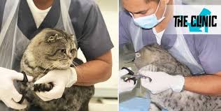 The cleaning itself isn't that bad. Dental Scaling At Veterinary Park Clinic Cobone Offers