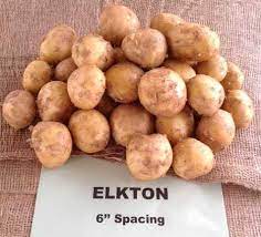 They're slightly flat to oval in shape with thin tan to gold skins and light yellow flesh. New Florida Potato Variety Primed For Chip Market Growing Produce