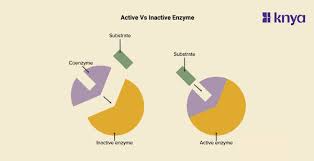 Active vs Inactive Enzymes: Understanding Catalysis and Regulation in  Cellular Processes – Knya