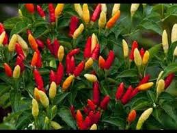 Image result for Capsicum frutescens