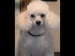 Happy Birthday !!! 🎂🐶🍾🎼🎼🎼