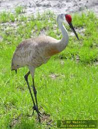 Maybe you would like to learn more about one of these? Birds Of Florida Herons And Egrets