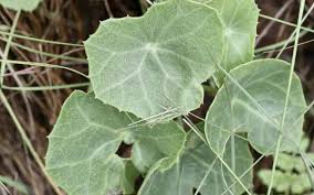 Image result for Senecio oxyriifolius