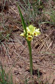 Image result for Orthochilus