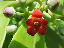 Image result for Canellaceae