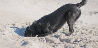Calmly fill in the hole while ignoring your dog. How To Stop A Dog From Digging Why Do Dogs Dig Holes
