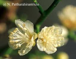 Image result for Paracroton pendulus