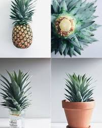 Pin By Kristin Hallak On D I Y Gartnern Garten Pflanzen Ananas Pflanzen