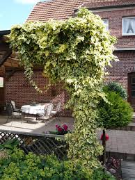 It is commonly called persian ivy or colchis ivy. 08 Hedera Colchica Dentata Variegata Buntlaubiger Kolchischer Efeu Kletterpflanze Oder Auch Kriechstrauch Der Buschi Efeu Kletterpflanzen Kubelpflanzen