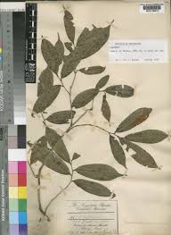 Image result for Uvariastrum